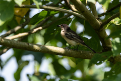 Dryoscopus gambensis