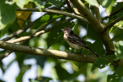 Dryoscopus gambensis