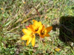 Ixia dubia