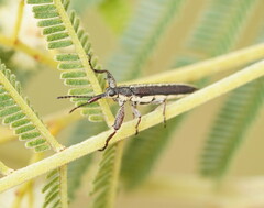 Rhinotia sparsa