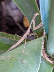 Miomantis