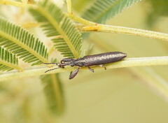 Rhinotia sparsa