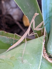 Miomantis