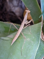 Miomantis