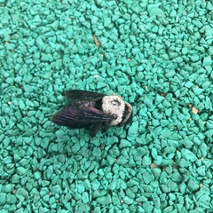 Xylocopa phalothorax