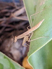Miomantis