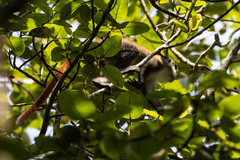 Cercopithecus ascanius