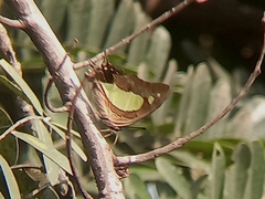 Polyura