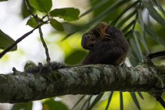 Heliosciurus rufobrachium