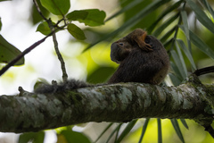 Heliosciurus rufobrachium