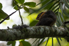 Heliosciurus rufobrachium