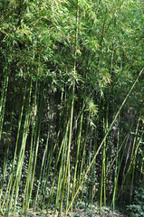 Phyllostachys viridiglaucescens