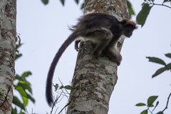 Piliocolobus tephrosceles