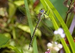 Austrogynacantha heterogena