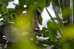 Piliocolobus tephrosceles