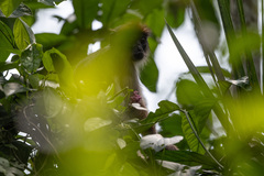 Piliocolobus tephrosceles
