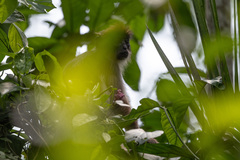 Piliocolobus tephrosceles