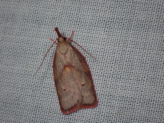 Enchocrates glaucopis