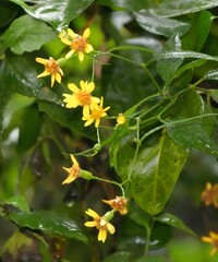 Senecio scandens