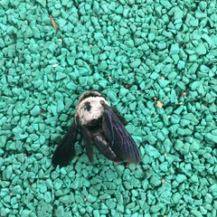 Xylocopa phalothorax