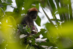 Piliocolobus tephrosceles