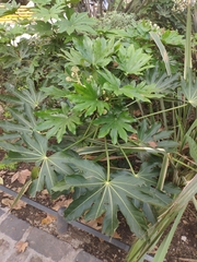 Fatsia japonica