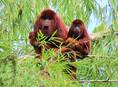 Alouatta seniculus
