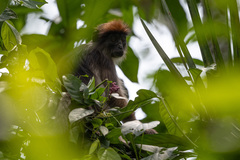 Piliocolobus tephrosceles