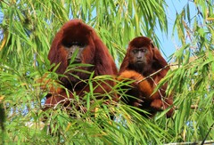 Alouatta seniculus