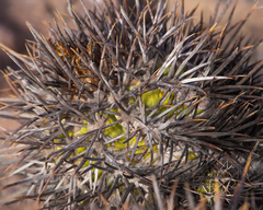 Copiapoa rupestris