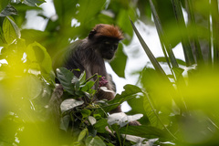 Piliocolobus tephrosceles