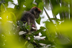 Piliocolobus tephrosceles