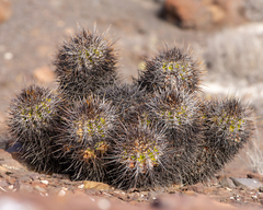 Copiapoa rupestris