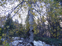 Betula pendula