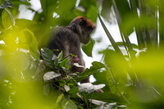 Piliocolobus tephrosceles