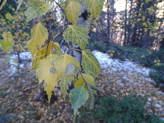 Betula pendula