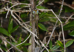 Austrogynacantha heterogena