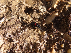 Astylus aulicus