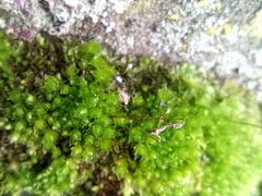 Ptychostomum capillare