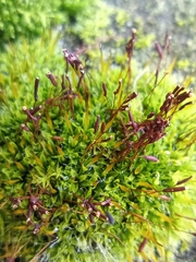 Tortula muralis muralis