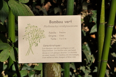 Phyllostachys viridiglaucescens