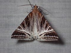 Phrataria replicataria