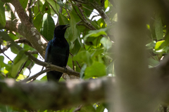 Hylopsar purpureiceps