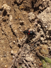 Astylus aulicus