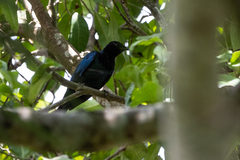 Hylopsar purpureiceps