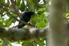 Hylopsar purpureiceps