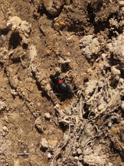 Astylus aulicus