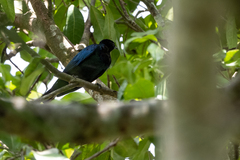 Hylopsar purpureiceps