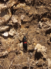 Astylus aulicus