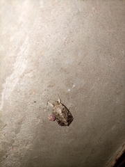 Lepidoptera